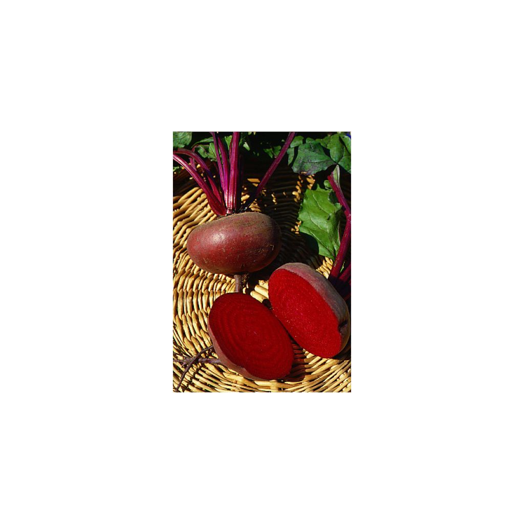 Rote Bete noire plate d'Egypte Bio