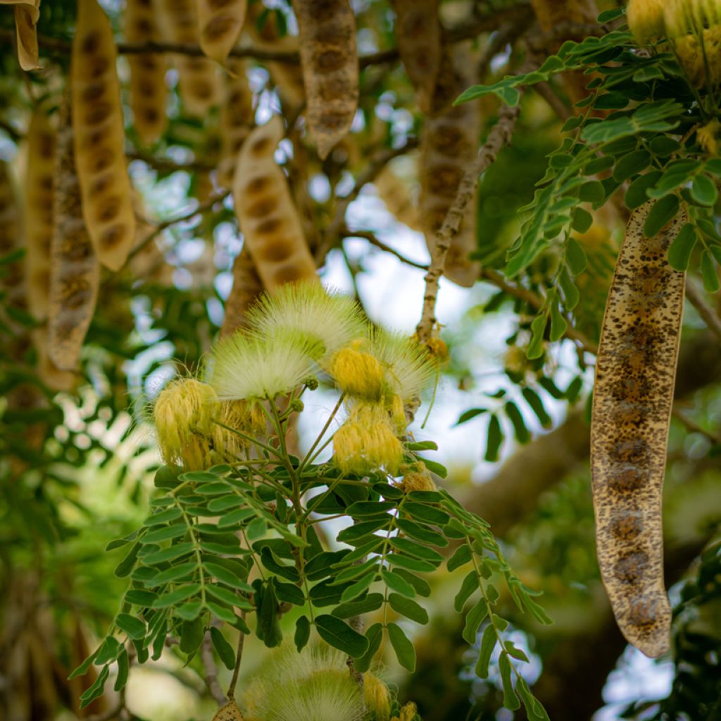Albizia lebbeck