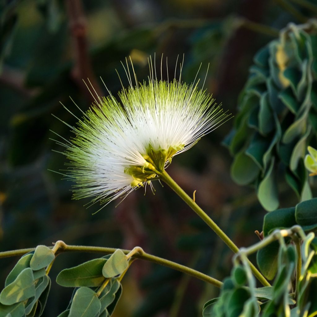 Albizia lebbeck