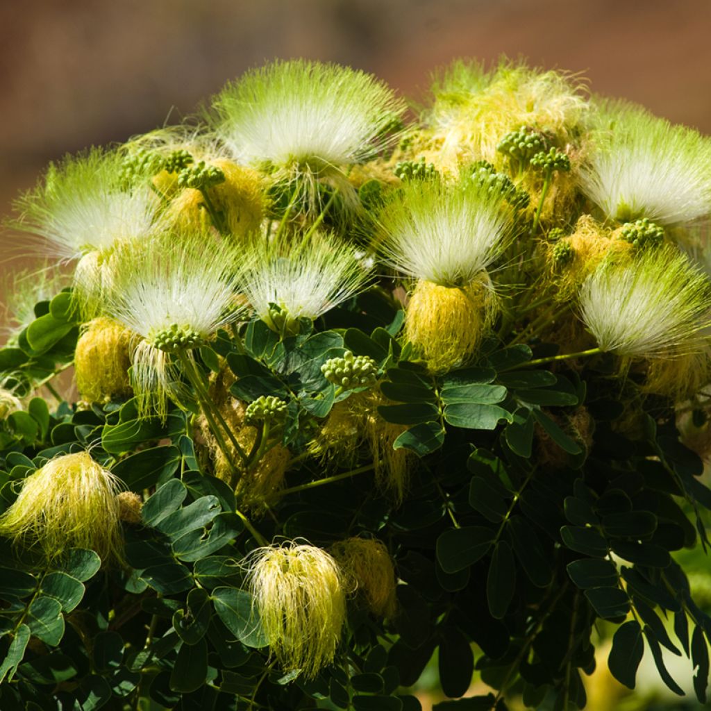 Albizia lebbeck