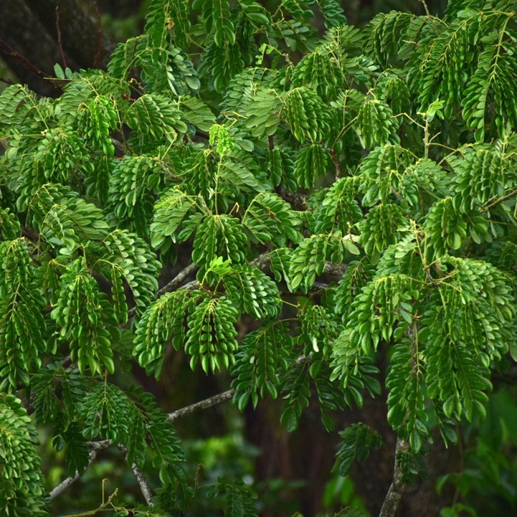 Albizia lebbeck