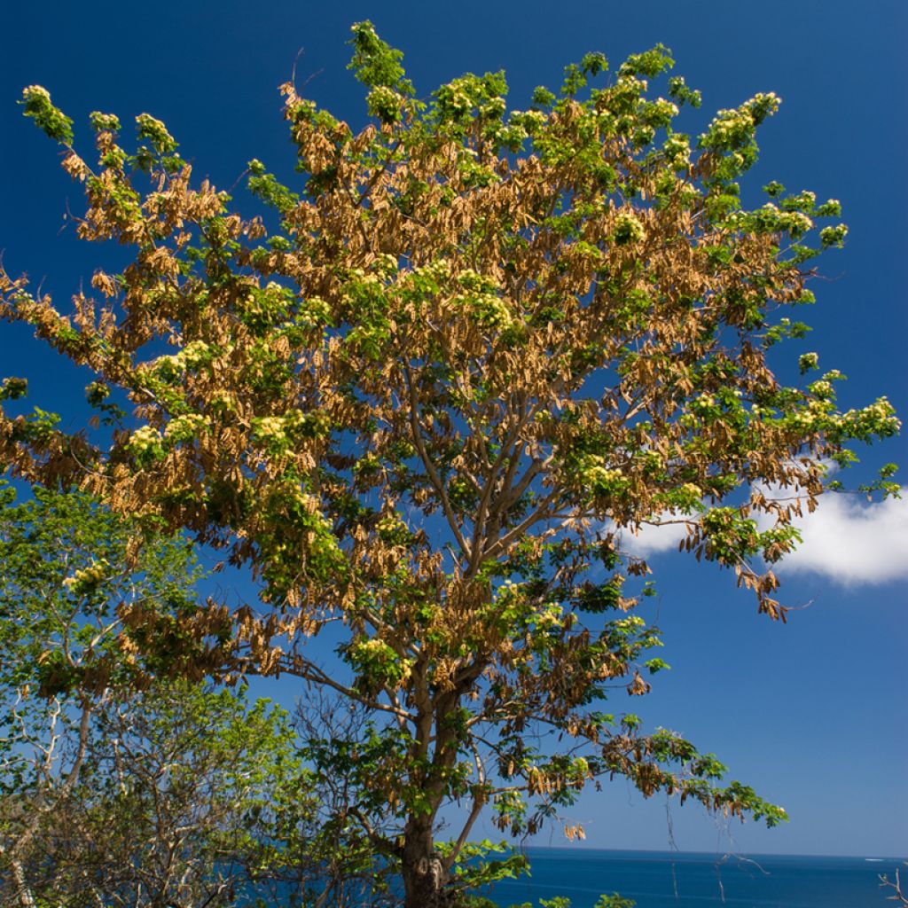 Albizia lebbeck