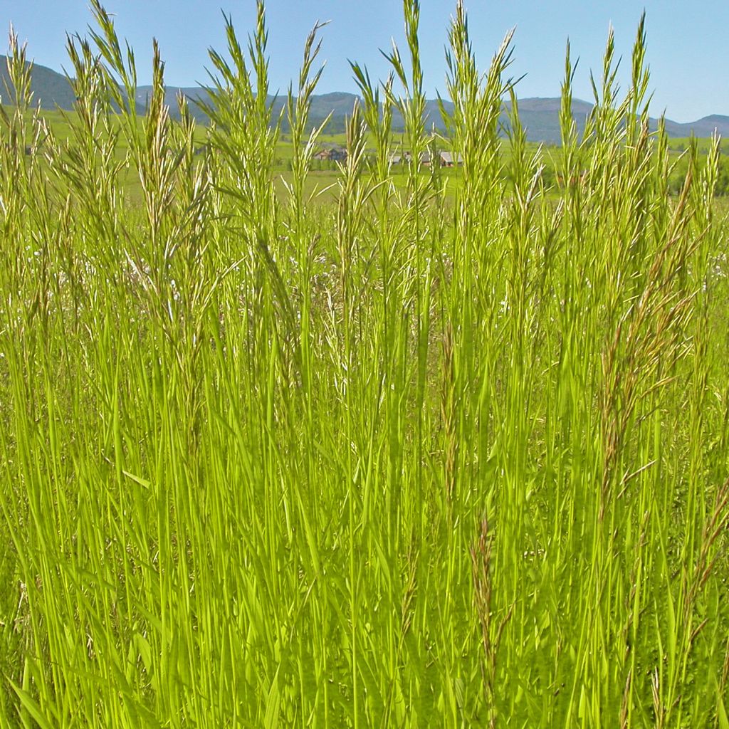 Bromus inermis Skinner s Gold - Unbegrannte Trespe