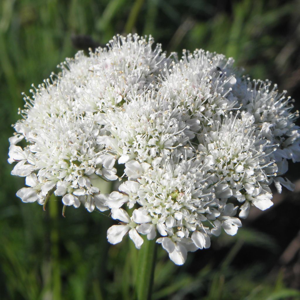 Bunium bulbocastanum - Knollenkümmel