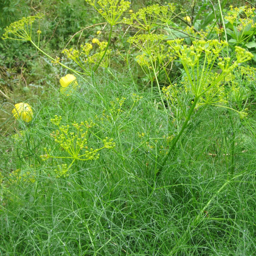 Cachrys alpina