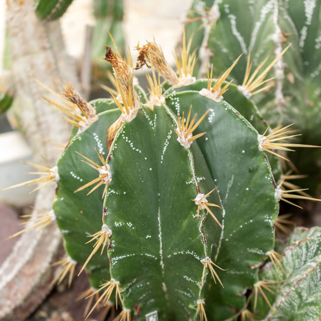 Kaktus - Astrophytum ornatum