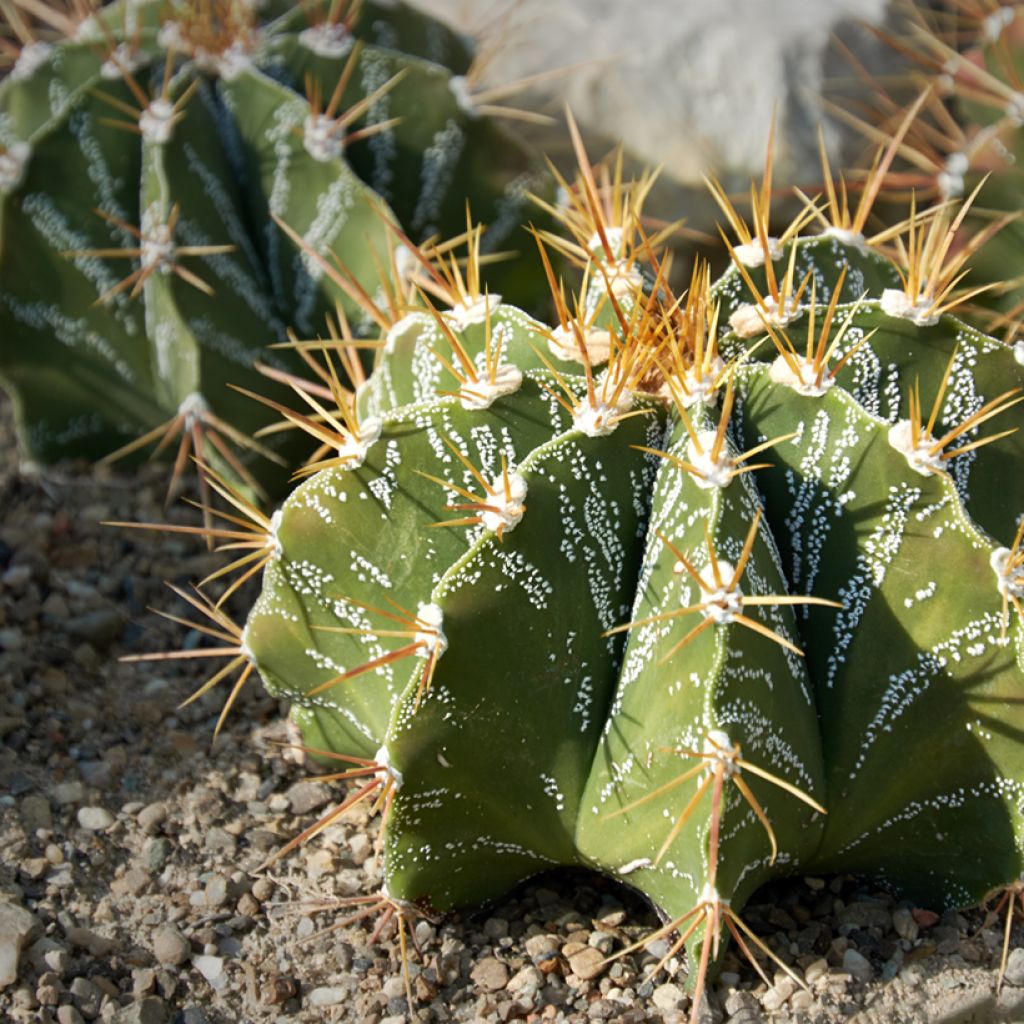 Kaktus - Astrophytum ornatum