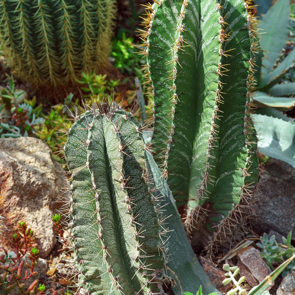 Kaktus - Astrophytum ornatum