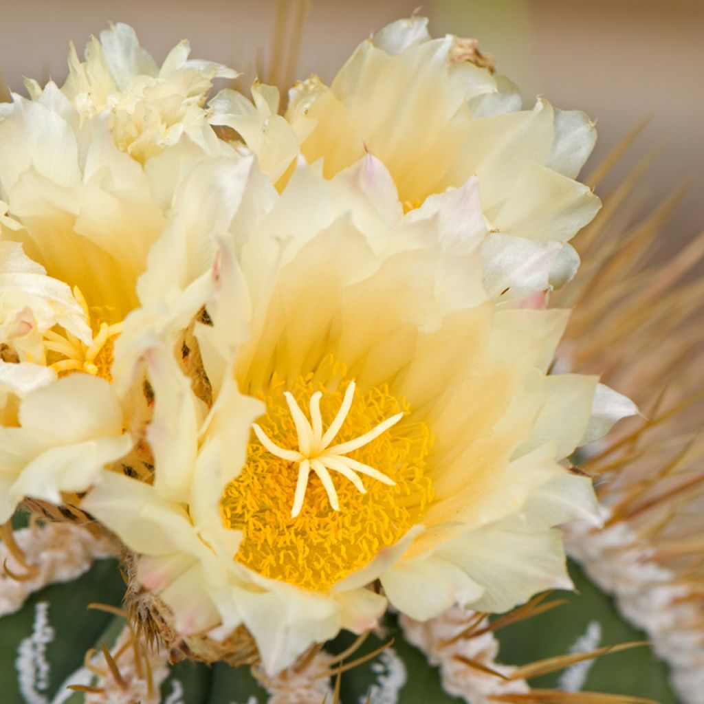 Kaktus - Astrophytum ornatum