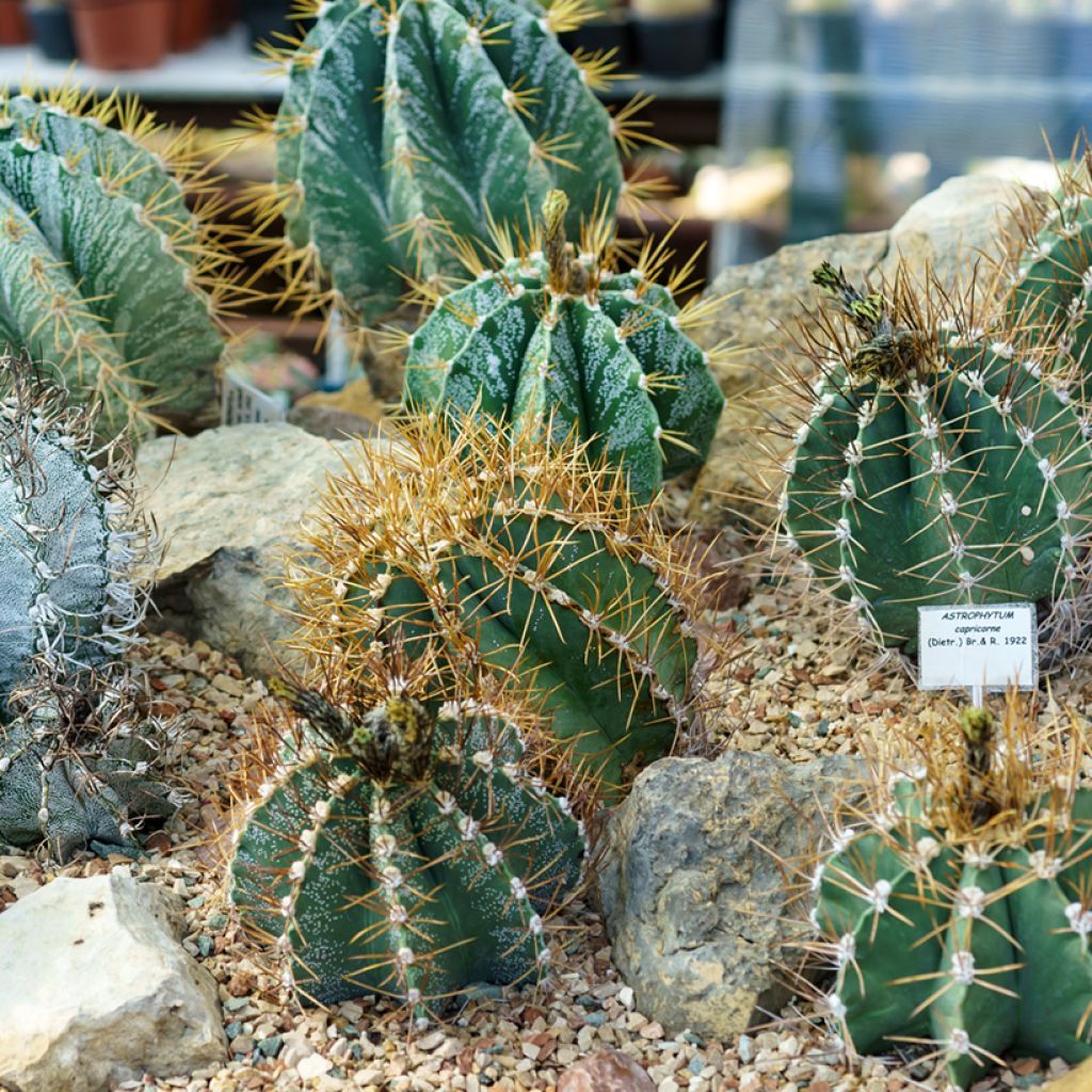 Kaktus - Astrophytum ornatum