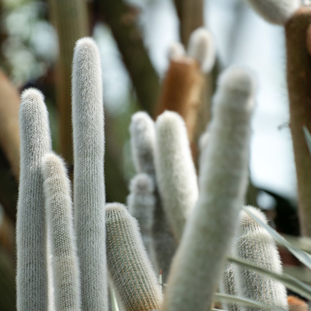 Cleistocactus strausii - Silberkerzenkaktus