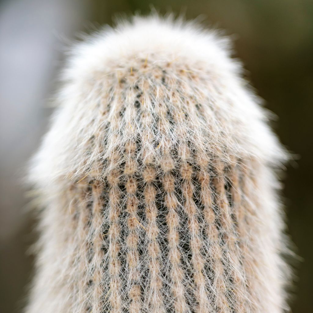 Cleistocactus strausii - Silberkerzenkaktus