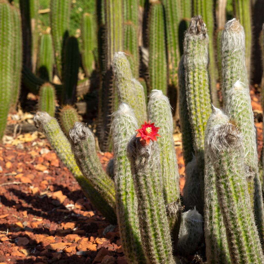 Cleistocactus strausii - Silberkerzenkaktus