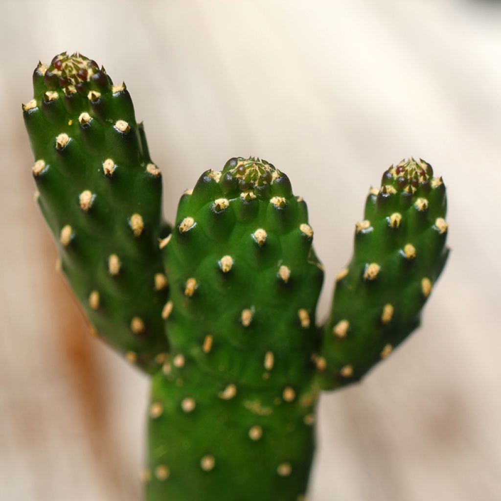Kaktus - Consolea rubescens