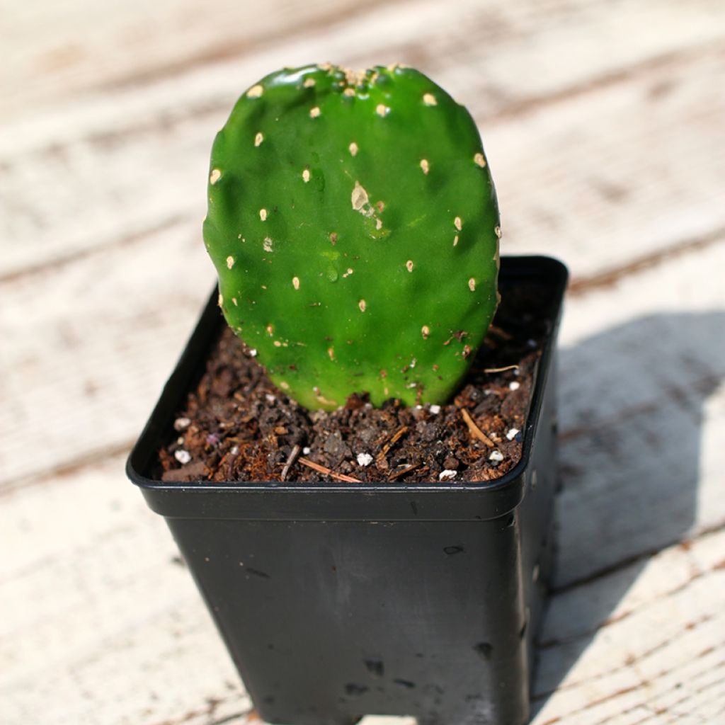 Kaktus - Consolea rubescens