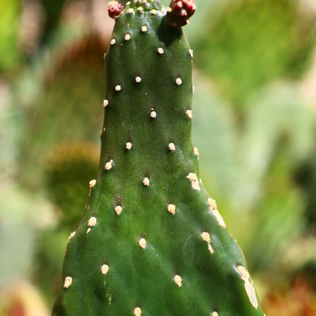 Kaktus - Consolea rubescens