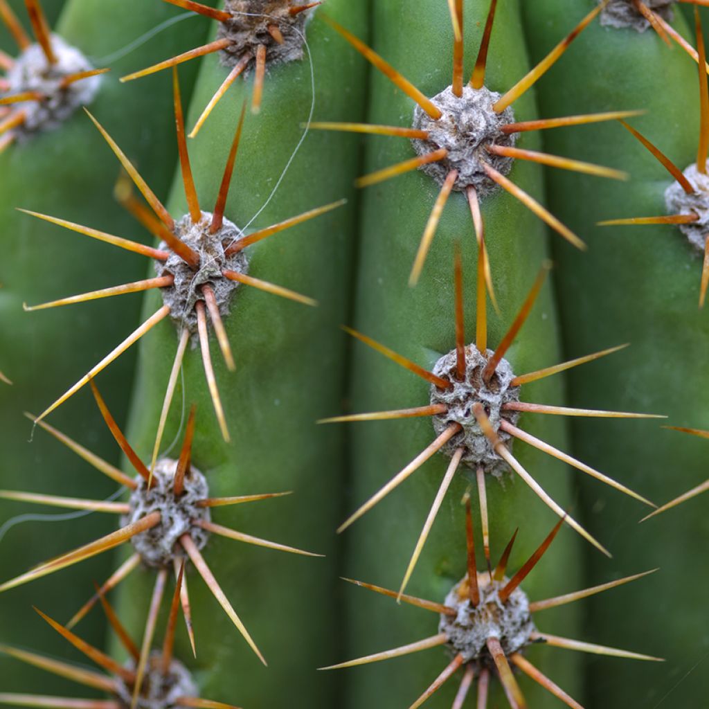 Echinopsis pasacana - Stangenkaktus