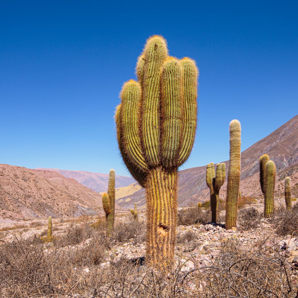 Echinopsis pasacana - Stangenkaktus