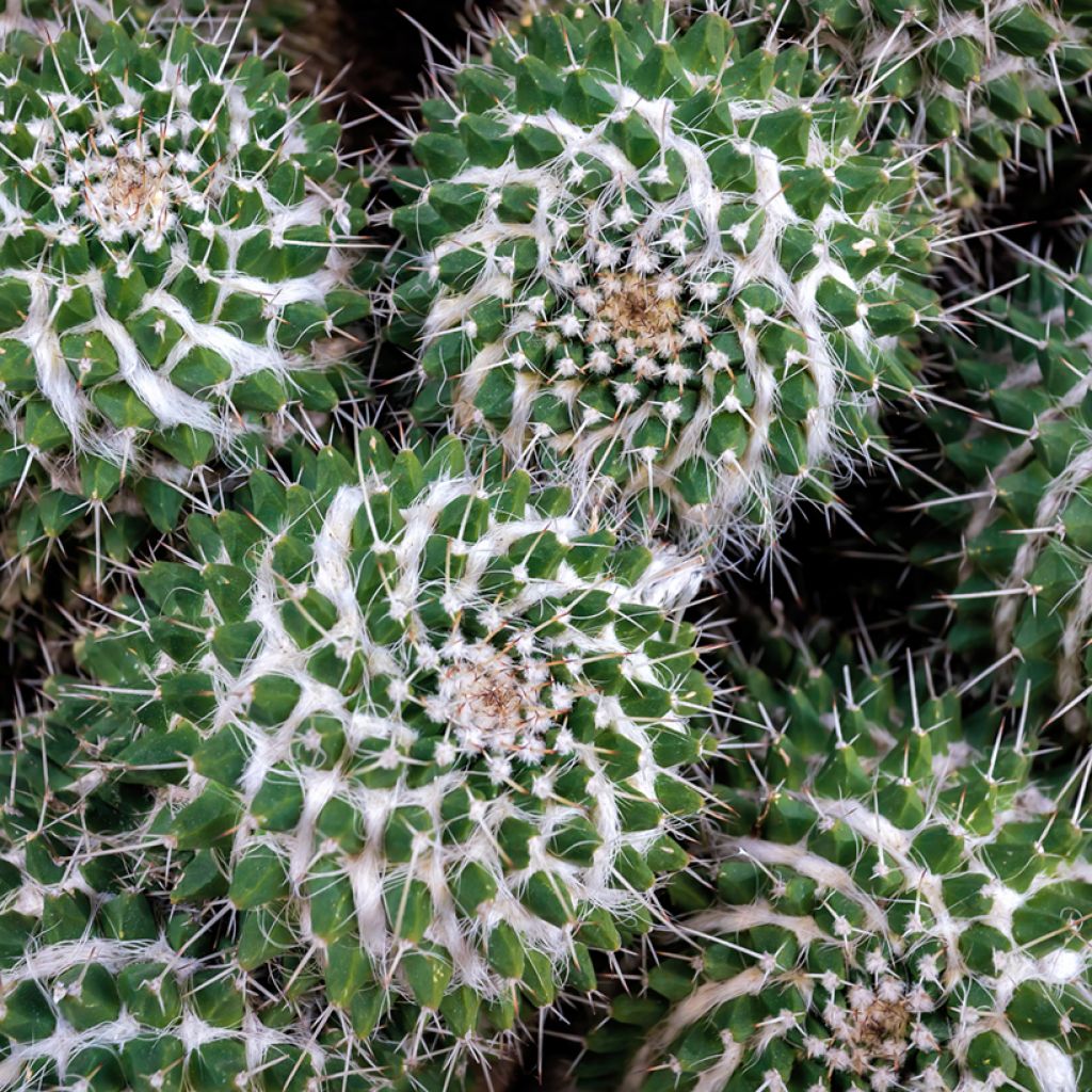 Kaktus - Mammillaria compressa