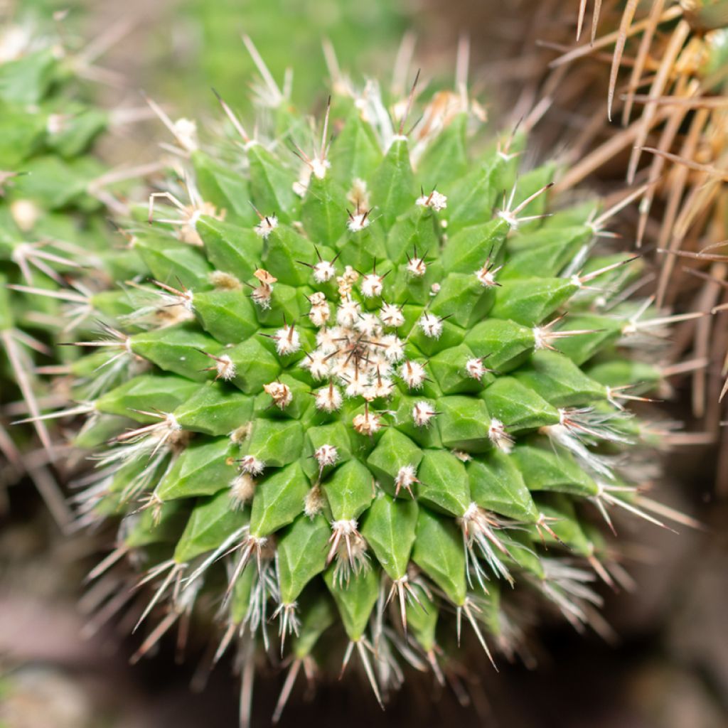 Kaktus - Mammillaria compressa