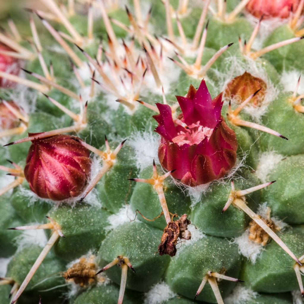 Kaktus - Mammillaria compressa