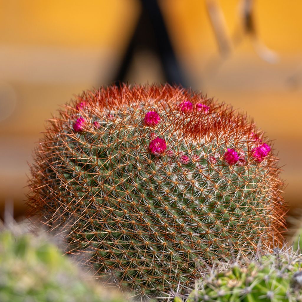 Kaktus - Mammillaria ernestii var. rubrispina
