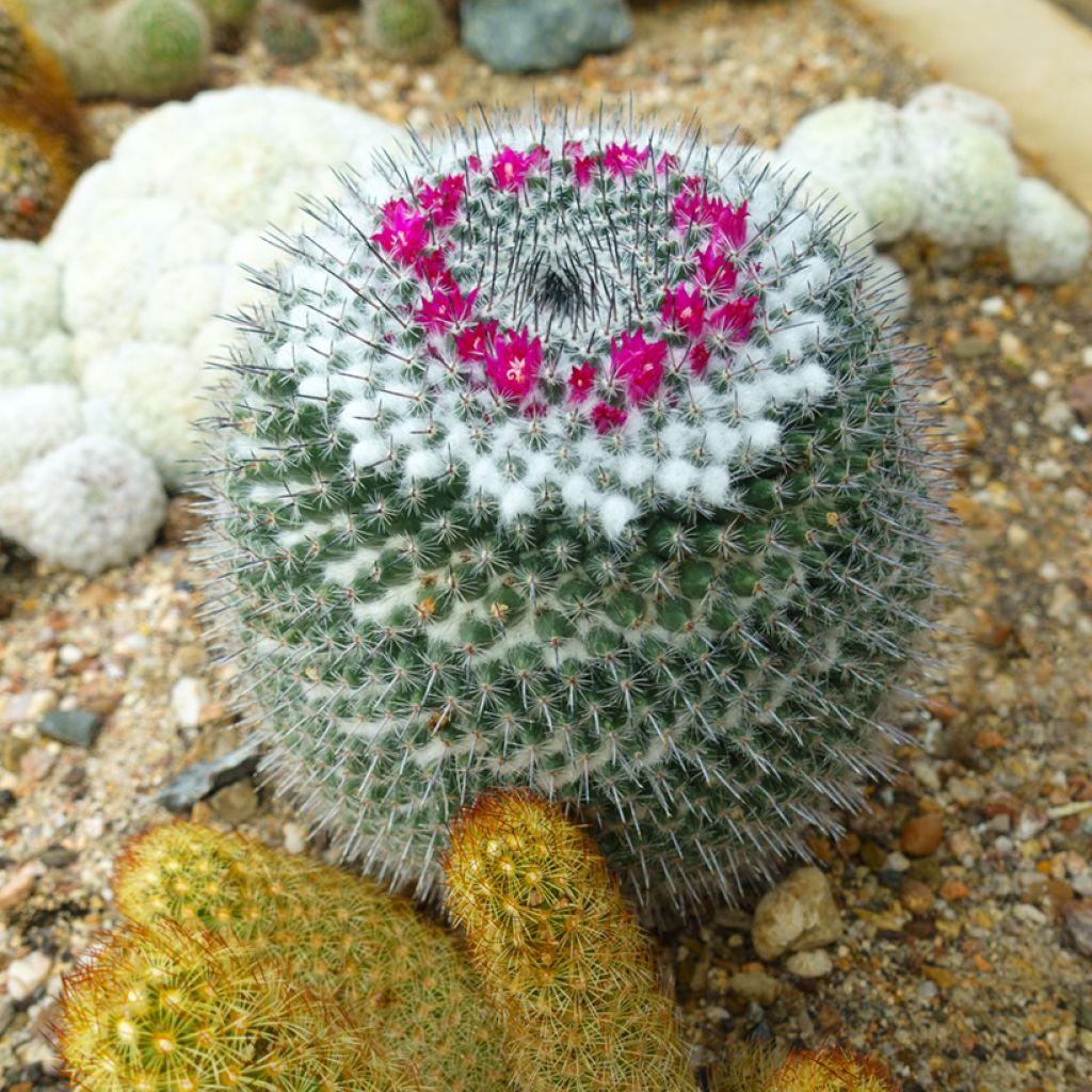 Kaktus - Mammillaria hahniana