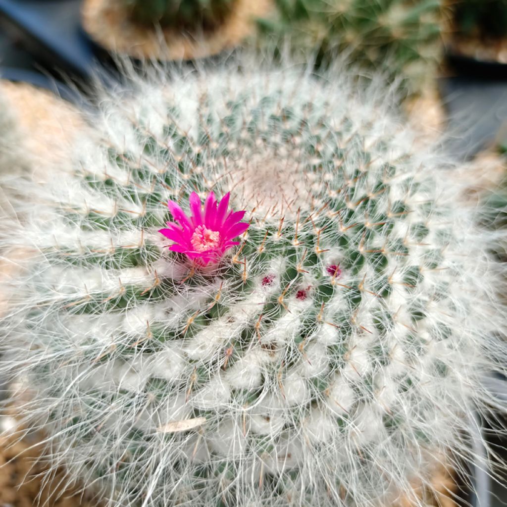Kaktus - Mammillaria hahniana