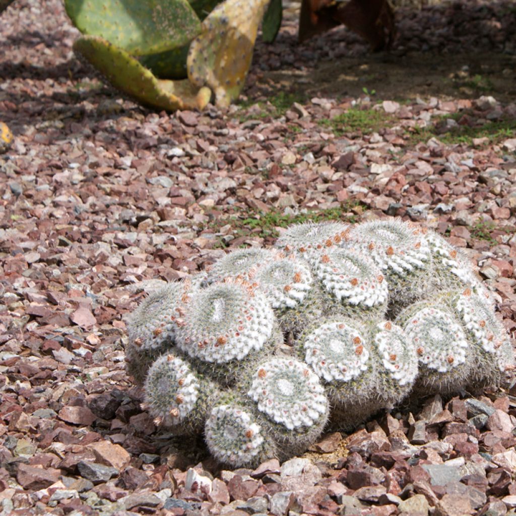 Kaktus - Mammillaria hahniana