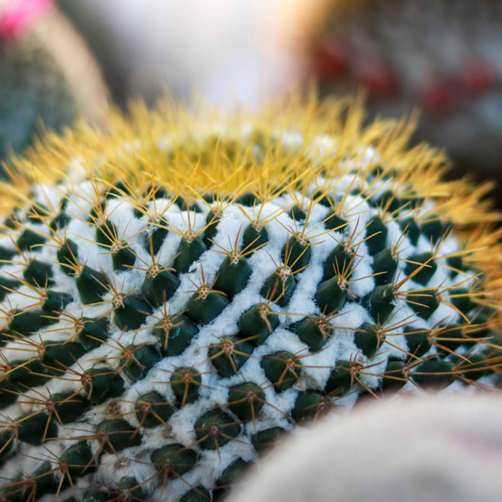 Kaktus - Mammillaria marksiana