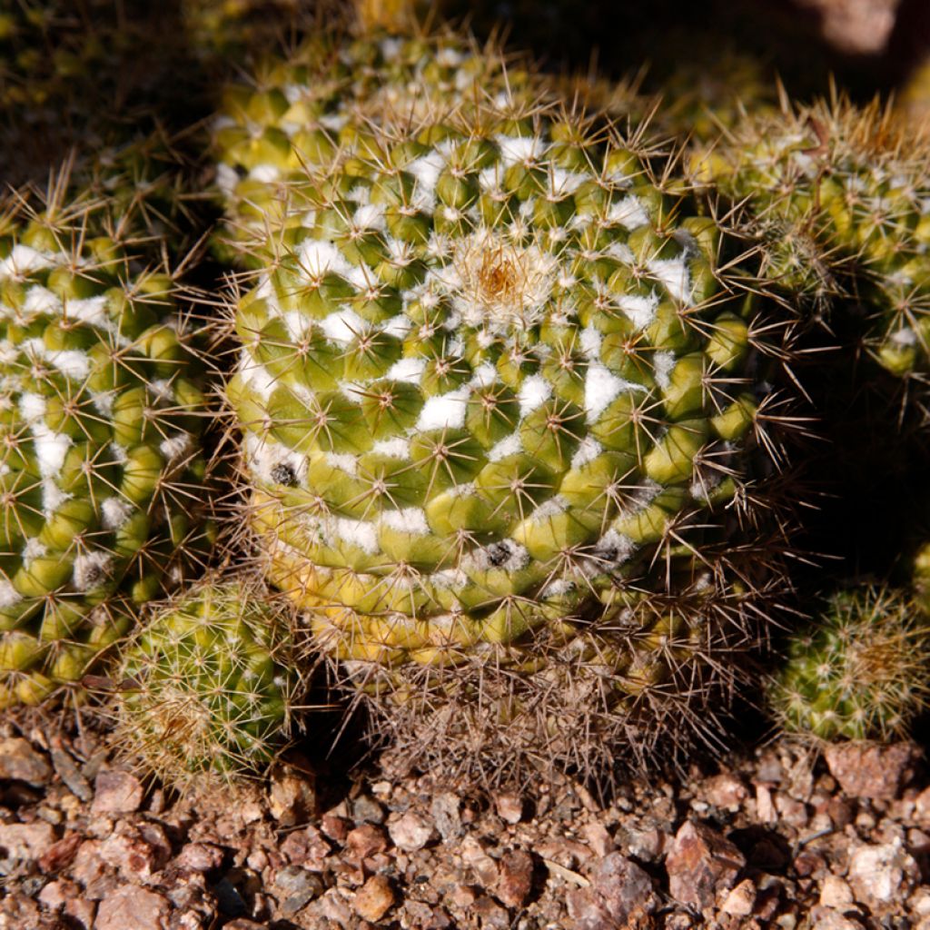 Kaktus - Mammillaria marksiana
