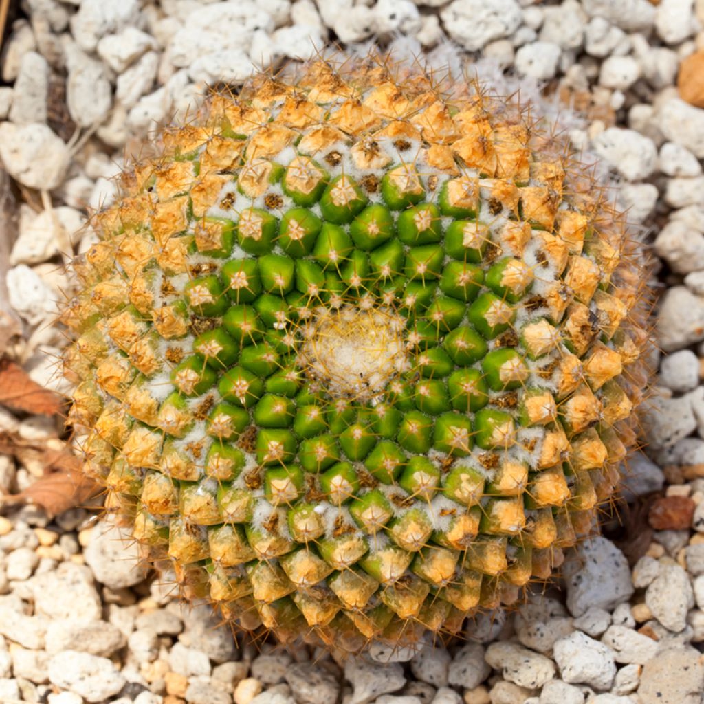 Kaktus - Mammillaria marksiana