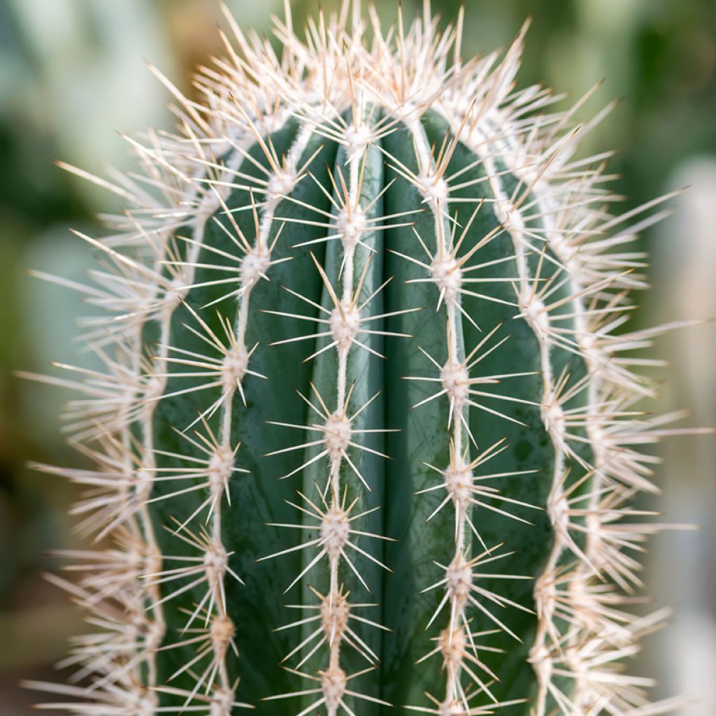 Kaktus - Pachycereus pringlei