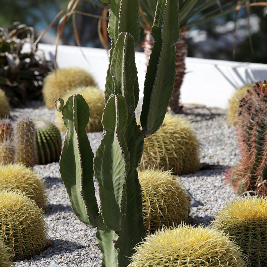 Kaktus - Pachycereus pringlei
