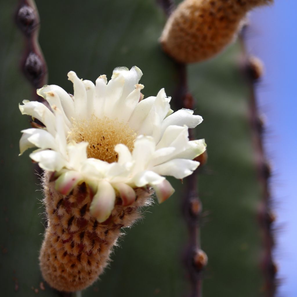Kaktus - Pachycereus pringlei