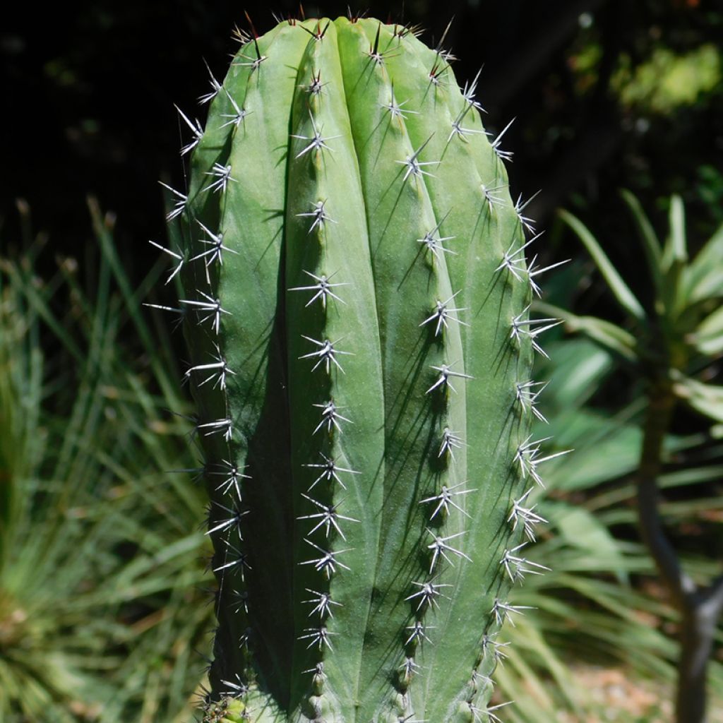 Kaktus - Polaskia chichipe
