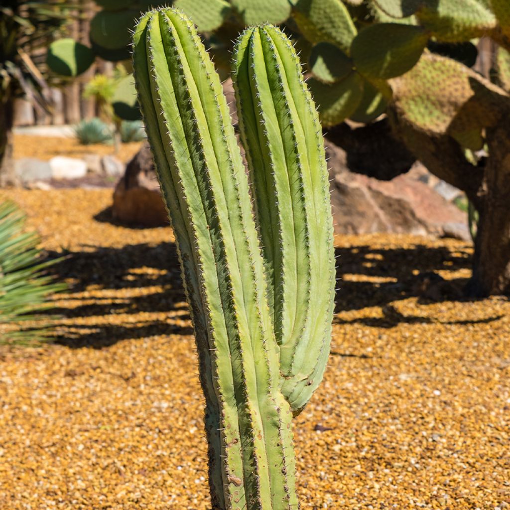 Kaktus - Polaskia chichipe