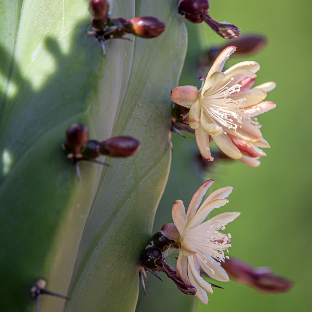 Kaktus - Polaskia chichipe