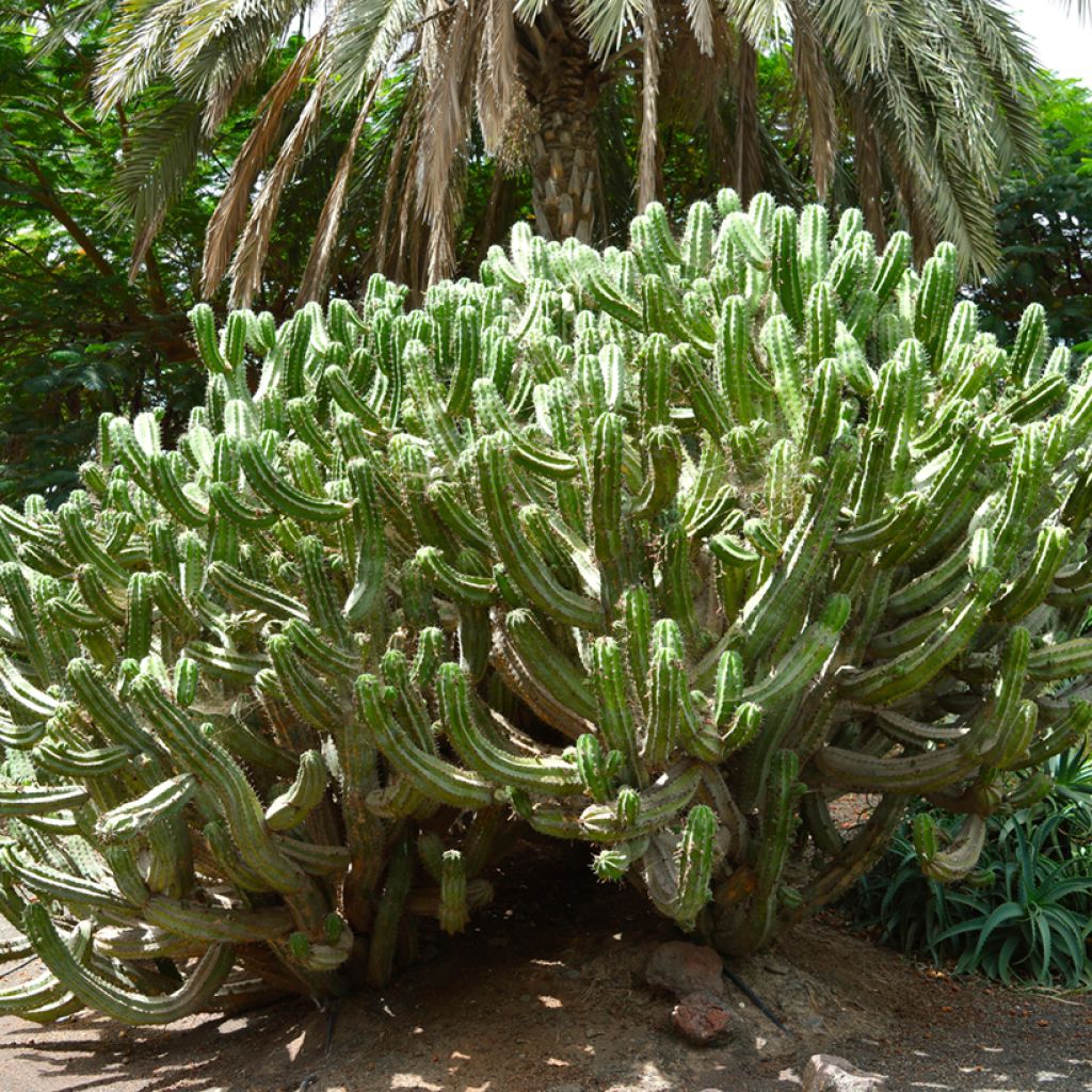 Kaktus - Polaskia chichipe