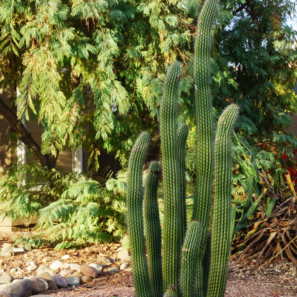 Kaktus - Stenocereus griseus