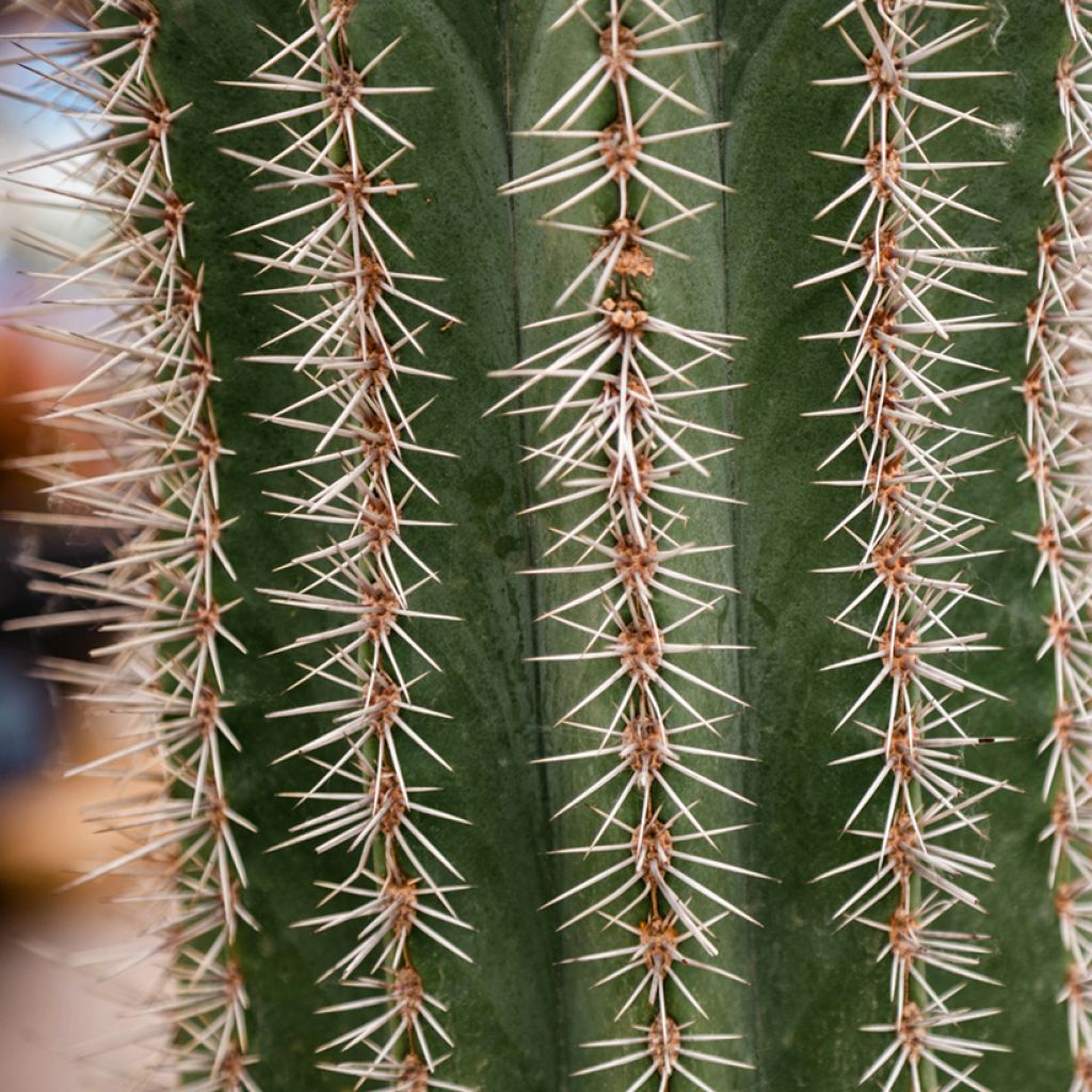 Kaktus - Stenocereus griseus