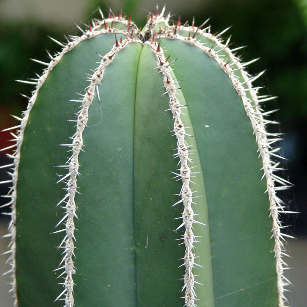 Kaktus - Stenocereus marginatus