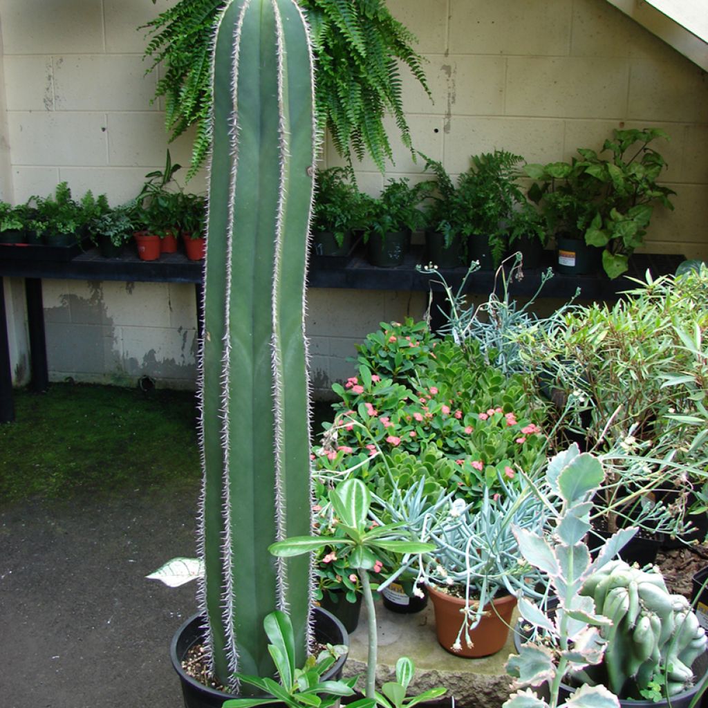 Kaktus - Stenocereus marginatus