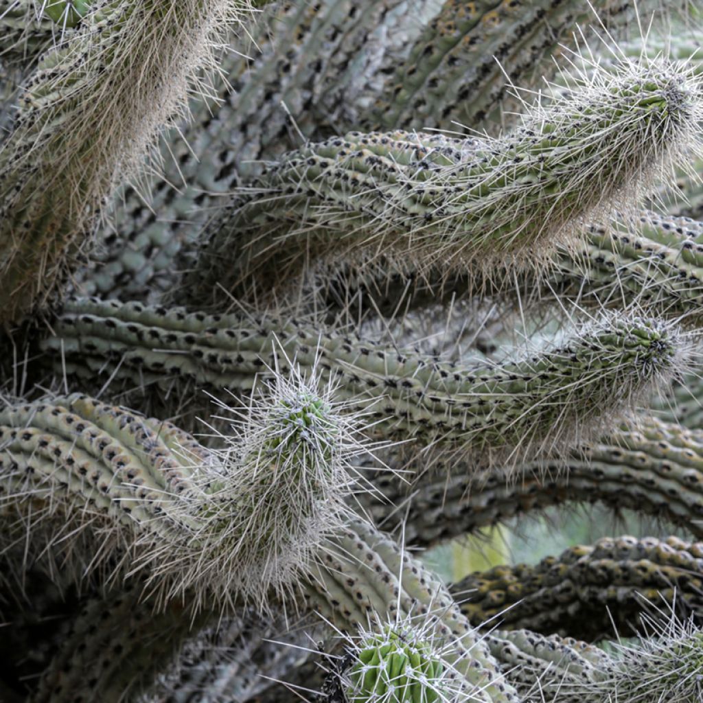 Kaktus - Stetsonia coryne