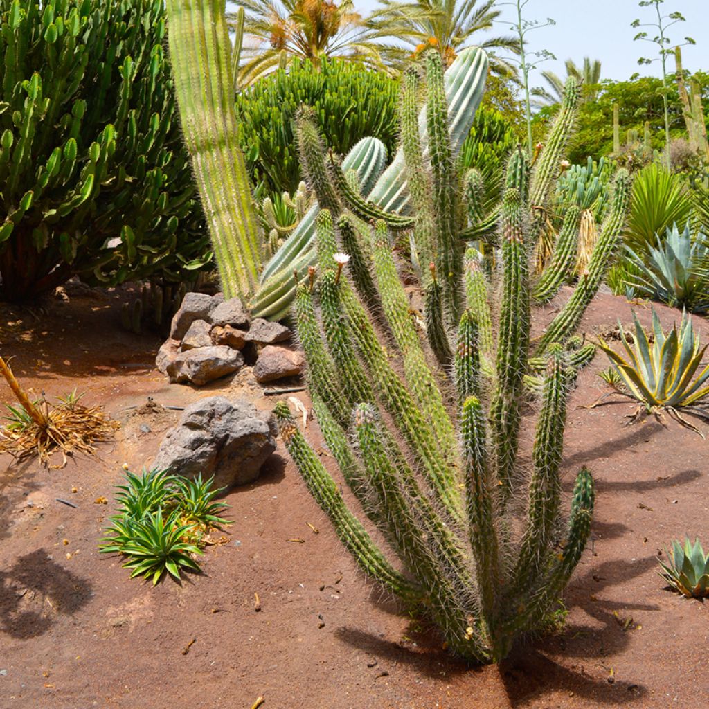 Kaktus - Stetsonia coryne