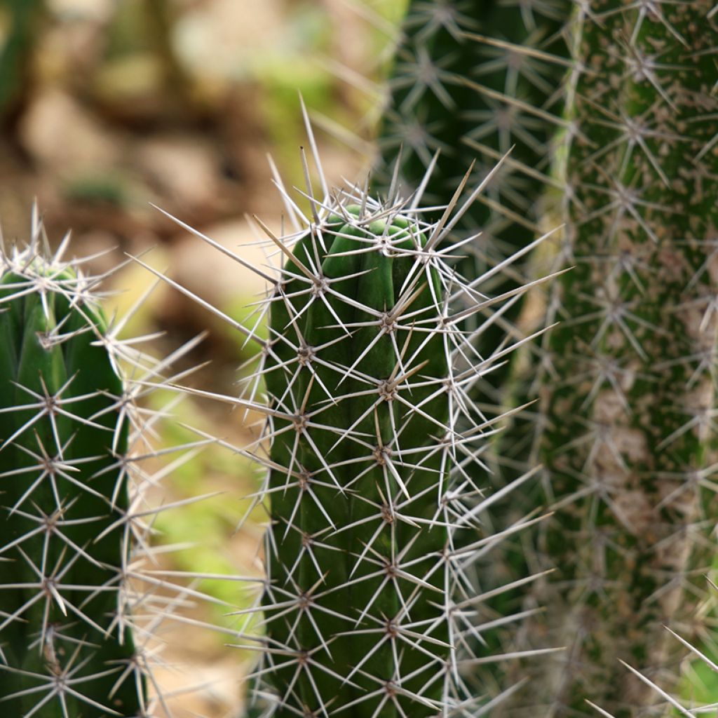 Kaktus - Stetsonia coryne