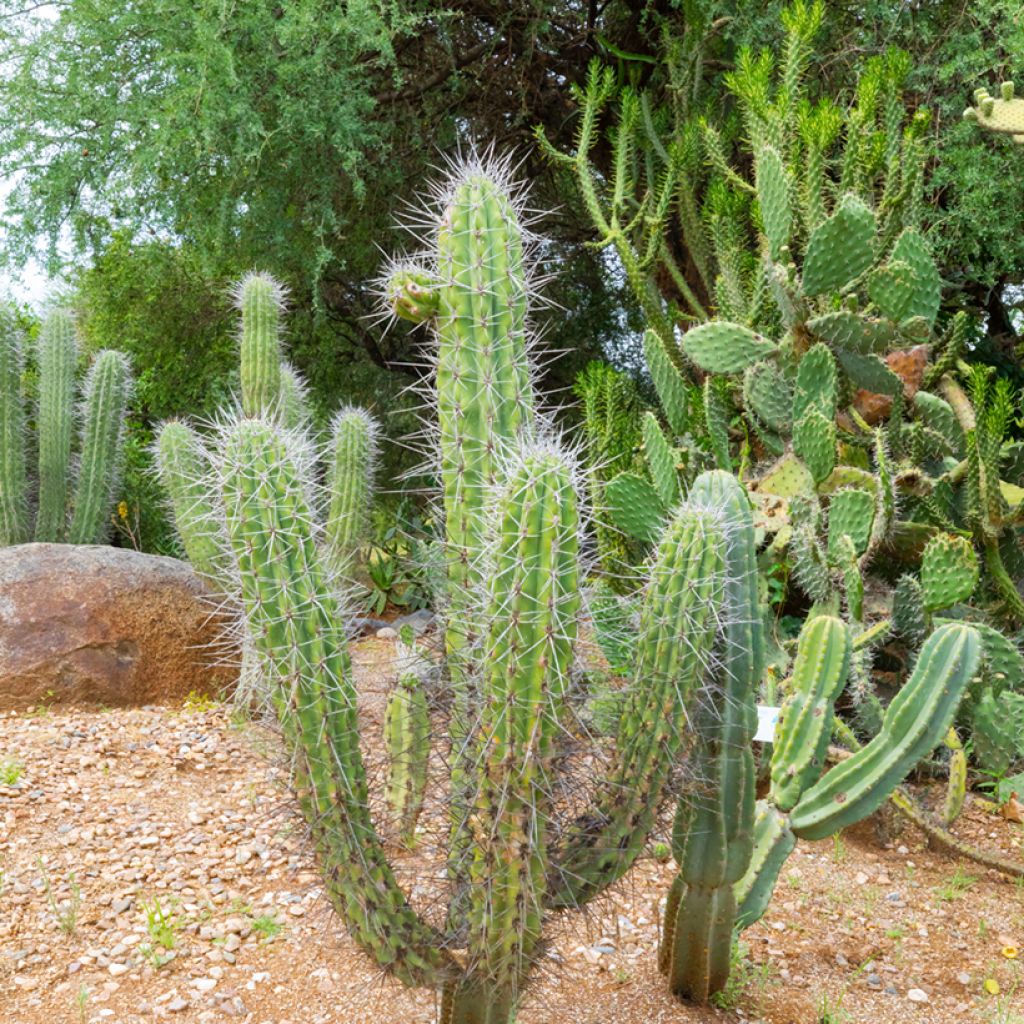 Kaktus - Stetsonia coryne