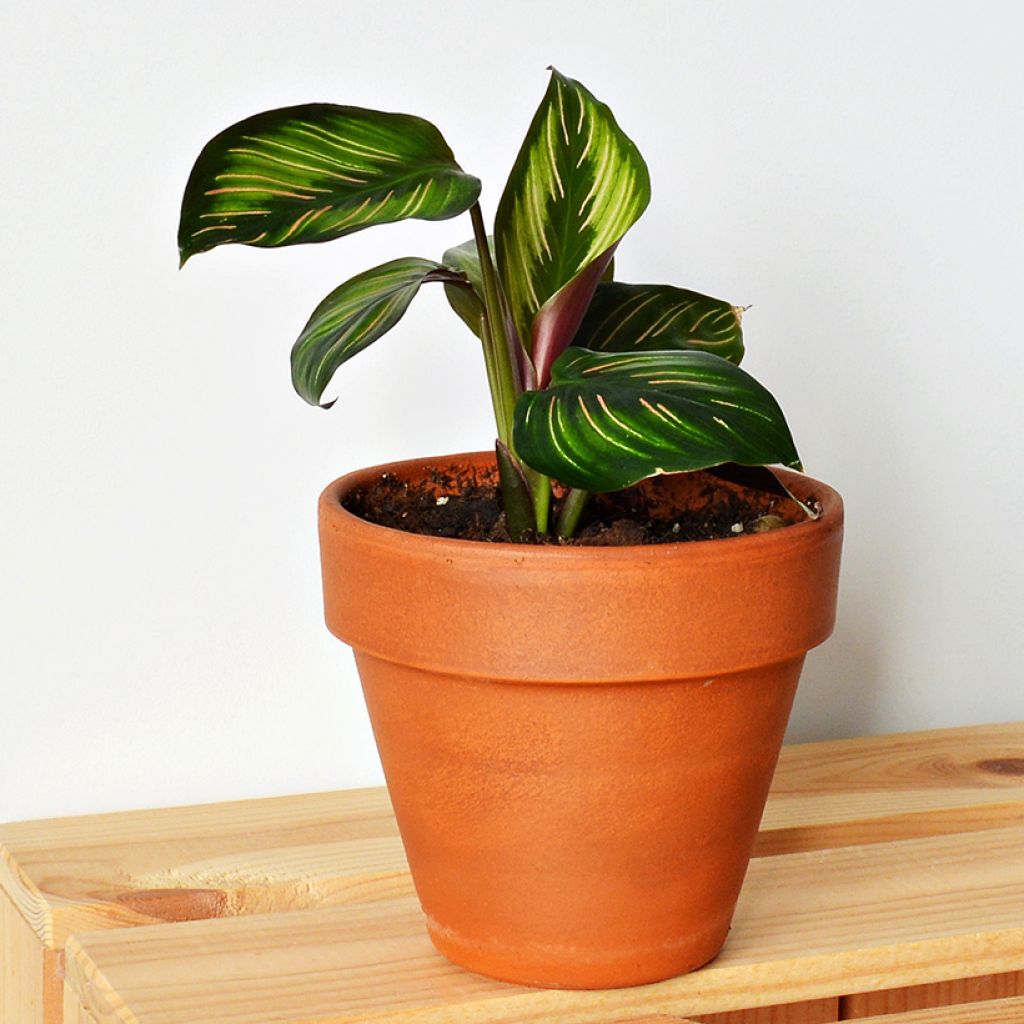 Calathea Beauty Star - Korbmaranten