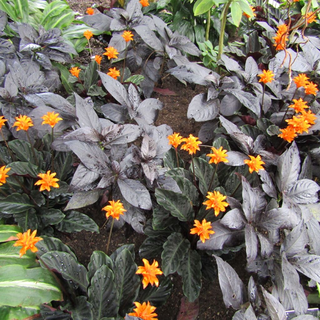 Calathea crocata - Korbmaranten