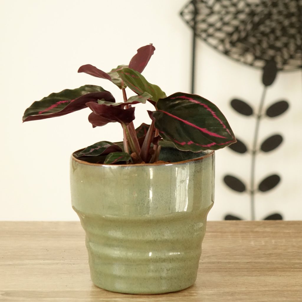 Calathea Dottie - Korbmaranten
